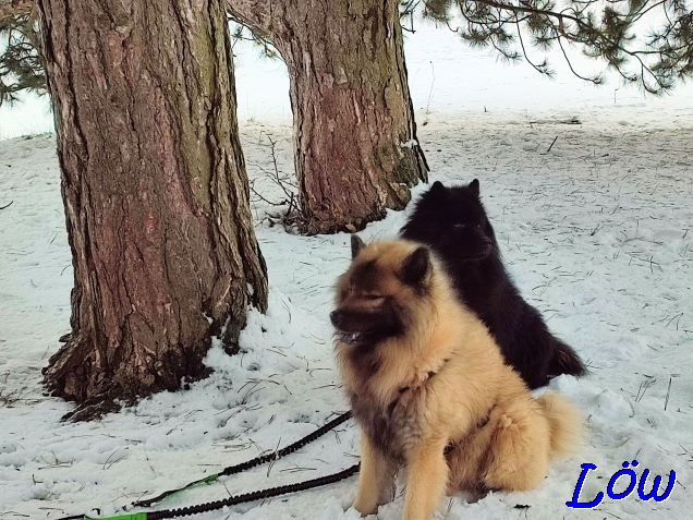 Dwix und Howard auf Schnee/Nadel-Bett